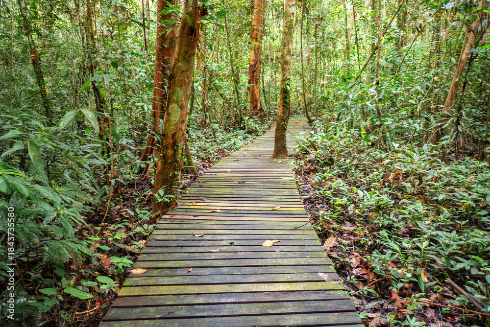 Obraz premium View along the Deer Cave Trail, Gunung Mulu National Park, Sarawak, Borneo, Malaysia