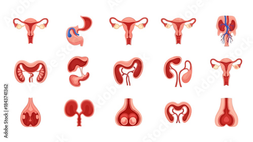 Collection of Anatomical Illustrations of Human Reproductive and Urinary Systems