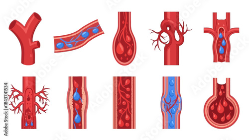 Anatomy of the Circulatory System Arteries, Veins, and Blood Flow