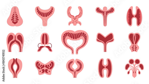 Abstract Biological Structures A Collection of Stylized Cellular and Organelle Representations