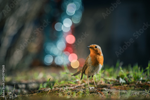 Closeup of european robin standing on the ground with a blurred background of Christmas decorations