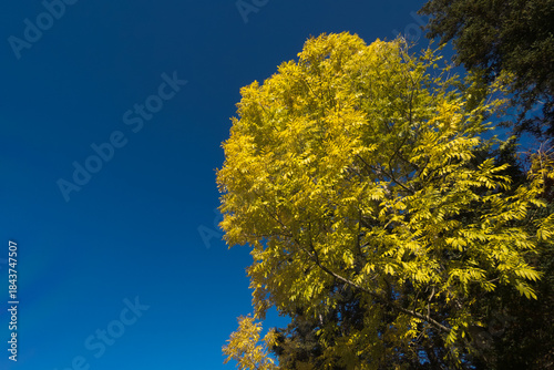 Bright Yellow Autumn Tree Against a Blue Sky on a Crisp Fall Day