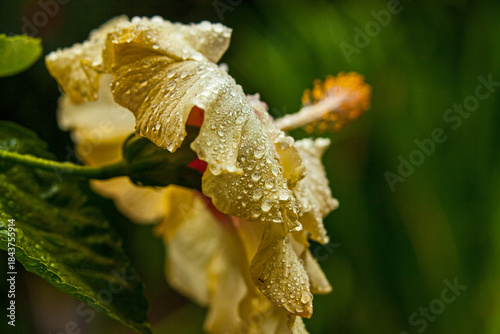 Hibiscus Flower 16670