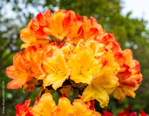 Vibrant orange-yellow azalea blossoms