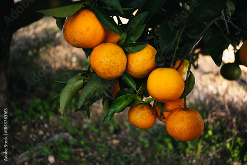 Orange grove in Valencia, next to the Mediterranean.