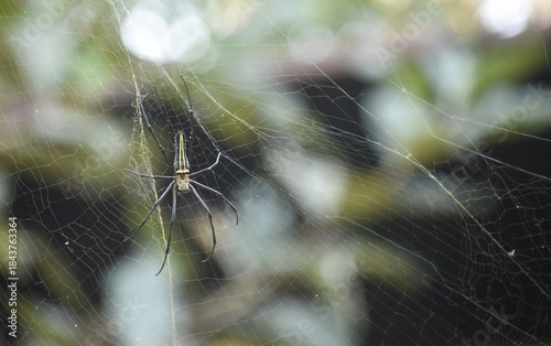 Image of a spider called Northern golden orb weaver