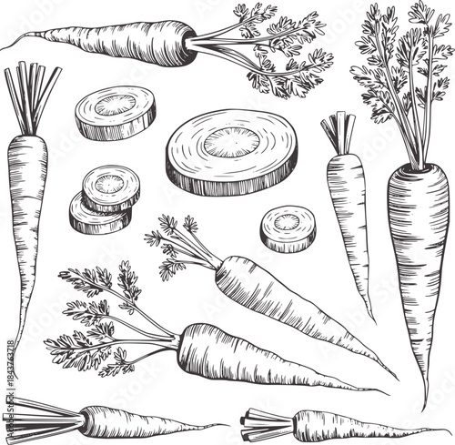 Black and white ink of whole and sliced carrots with tops