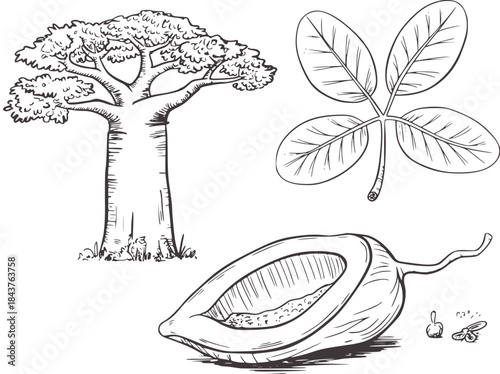 Black and white line of baobab tree leaf and fruit