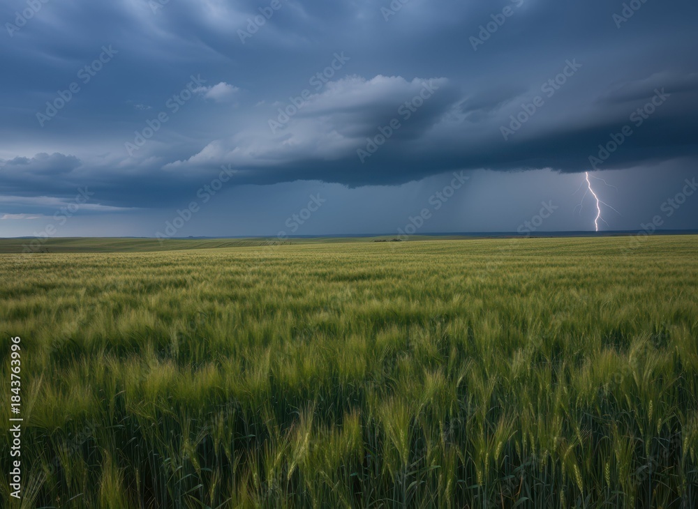 Fototapeta premium Thunderstorm over Green Wheat Field with Dark Clouds and Lightning