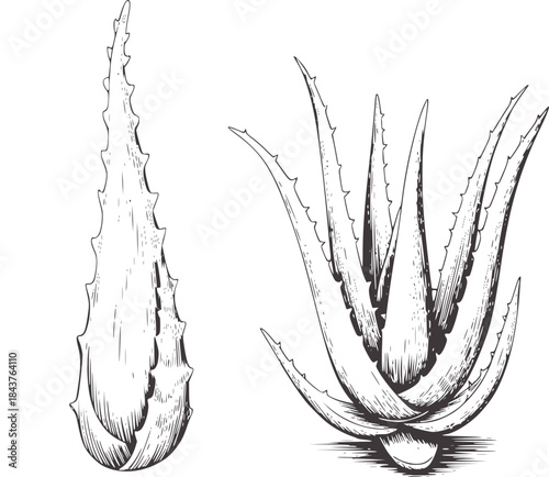 Hand drawn black and white botanical aloe vera leaves