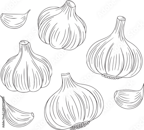 Minimalist black and white line of garlic bulbs and cloves