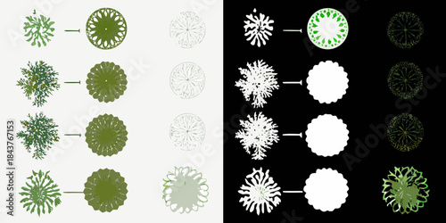 Illustrations of tree crown shapes and variations showcasing different perspectives