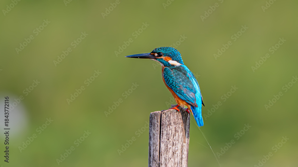 Obraz premium Stunning close-up of a Common Kingfisher in sharp focus. Capturing the vibrant flash of blue and orange feathers, intricate details of its beak and eye. Perfect for nature magazines