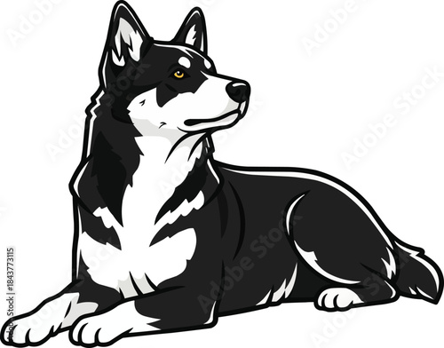 Karelian Bear Dog lying down relaxed looking away pose