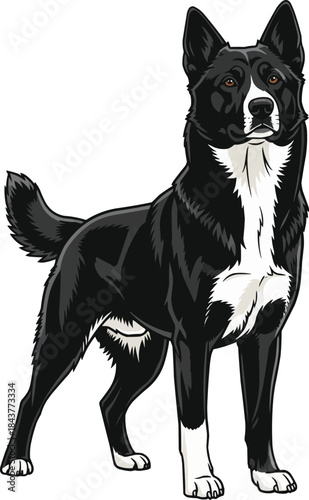 Karelian Bear Dog standing alert looking away head raised