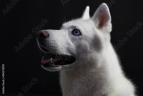 White Husky Portrait, Blueeyed Husky With Expressive Face, Crisp Image Of Energetic Husky Dog, Professional Portrayal Of White Husky Showcasing Vivid Features And Calm Demeanor Against Dark Background