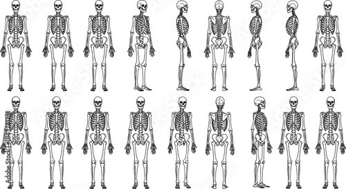 Stylized Human Skeleton Collection: Set of 16 Illustrations, Anatomical Diagrams, Medical Charts, Full Body Bones, Front, Back, Side Views, Isolated Background, Blue Tones, Healthcare Education.