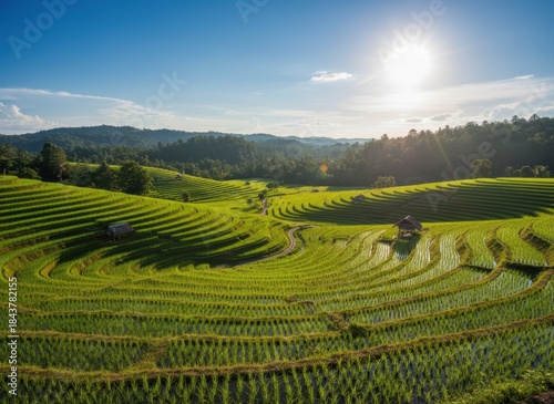 Wallpaper Mural Lush Green Rice Terraces Under Bright Sunlight in Mountain Landscape Torontodigital.ca