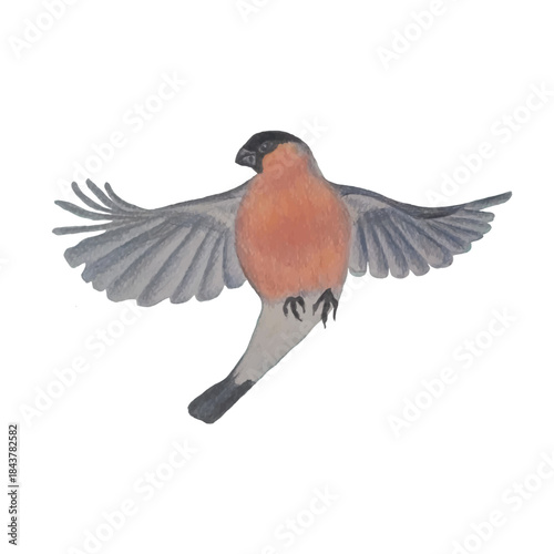 Eurasian bullfinch flying drawing with colored pencils object isolated for web, for print nature design element