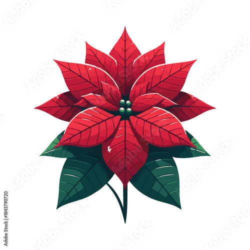
poinsettia illustration design