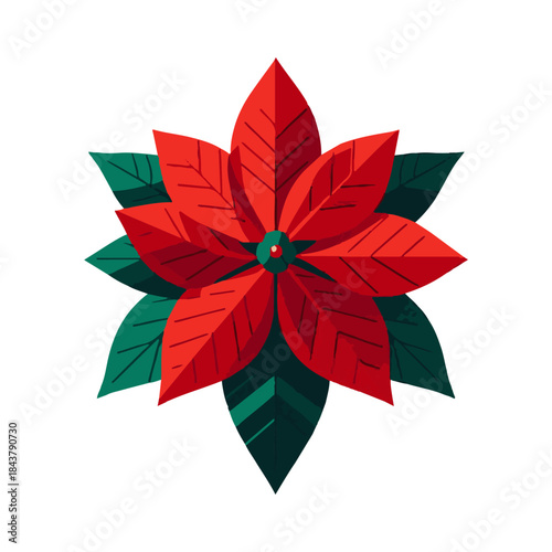
poinsettia illustration design