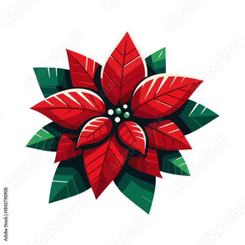 
poinsettia illustration design