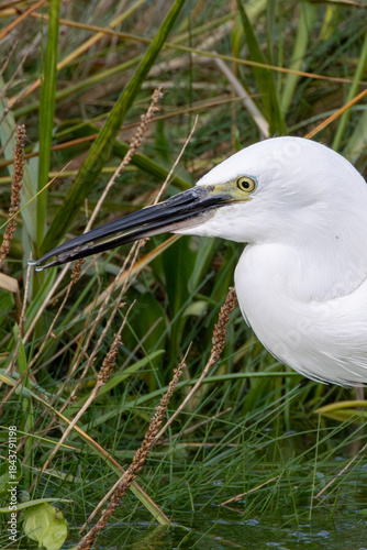 Φωτογραφία Little Egret (Egretta garzetta) - Common in coastal wetlands estuaries and salt