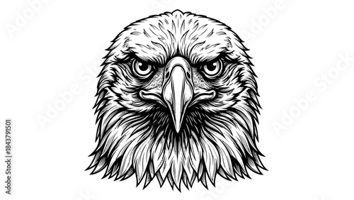 head of a bald eagle