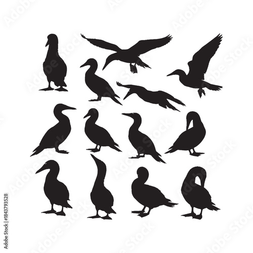 Blue-Footed Booby Silhouettes Collection,Blue-Footed Boobies Silhouettes,Vector Blue-Footed Booby Silhouettes,Tropical Bird Silhouettes,blue-footed booby vector