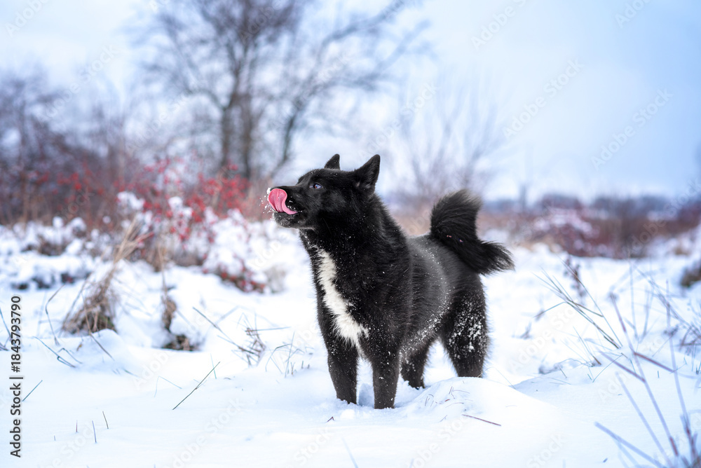 Naklejka premium Beautiful black dog of the Russian-European Laika breed on a walk in the winter forest. Hunting dogs.