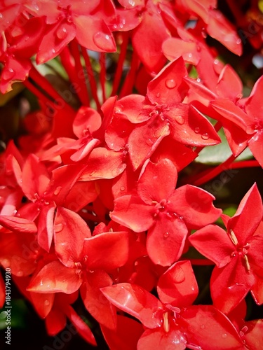 Vibrant Red Ixora Flowers with Dew Drops, Close Up