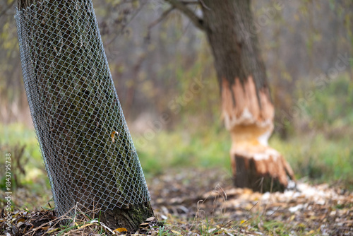 Tree on the shore of a reservoir damaged by beavers. High quality photo