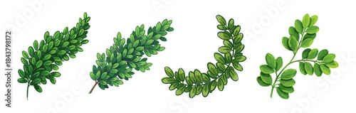 green boxwood leafy branch designs set
