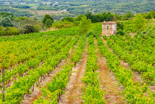 Grape Vineyards for the production of winr, near Dordogne, France.ARW