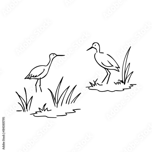 Graceful contour pencil art illustration depicts two marsh birds standing near tall grass, simple line sketch portrays elegant wading birds, showcasing typical marsh birds habitat.