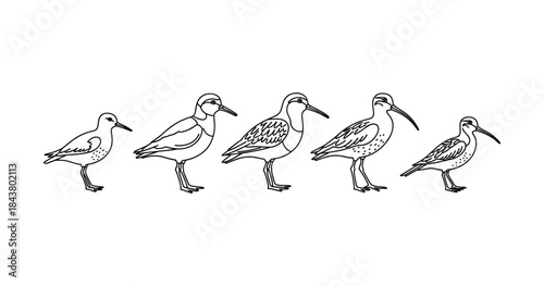 Illustration of five stylized shorebirds with gradual detail variations