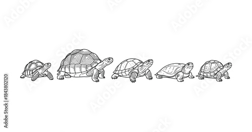Illustration of turtle evolution showing different turtle species side by side