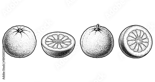 Detailed black and white orange illustrations showing whole and halved citrus fruits