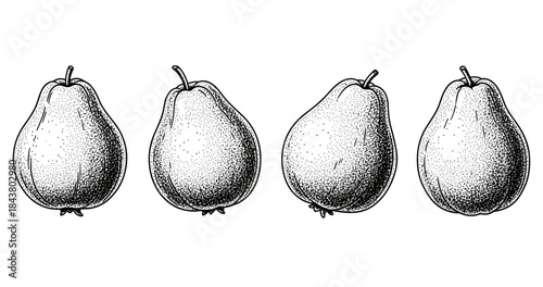 Hand-drawn pears illustration with stipple texture on white background