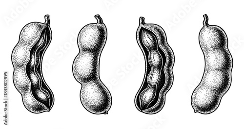 Detailed vintage black and white illustrations of edamame pods in various stages