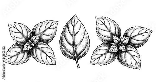 Black and white botanical line art of mint leaves with detailed texture