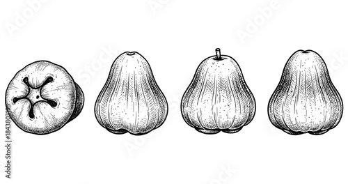 Hand-drawn guava sketches showcasing different views and textures