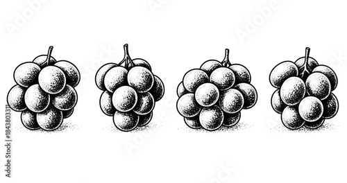 Black and white grape clusters illustration with vintage style