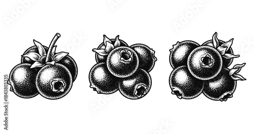 Vintage black and white engraving of berry clusters in detailed illustration