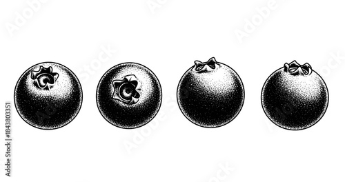 Detailed black and white illustration of four blueberries in a row
