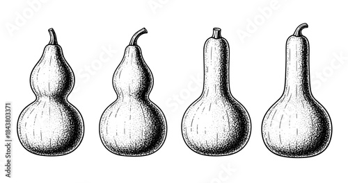 Vintage hand-drawn gourds illustration: diverse pumpkin varieties in black and white