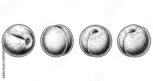 Hand-drawn peaches sketch in black and white