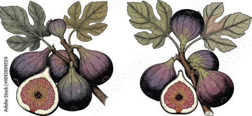 Fig Branch With Half Cut Fruit Botanical Illustration Set in Vintage Engraving Style Detailed Natural Design