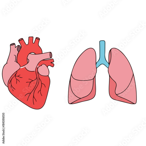 Human Heart and Lungs Anatomy Illustration Red Pink and Blue Colors Isolated on White Background Vector