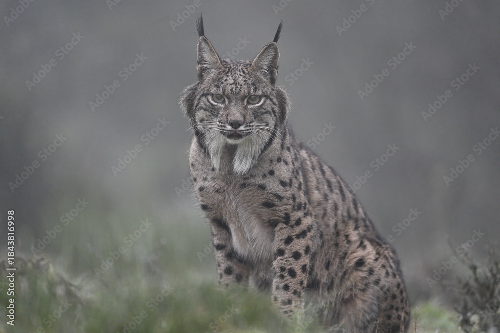 Fototapeta premium Iberian Lynx in misty cold morning